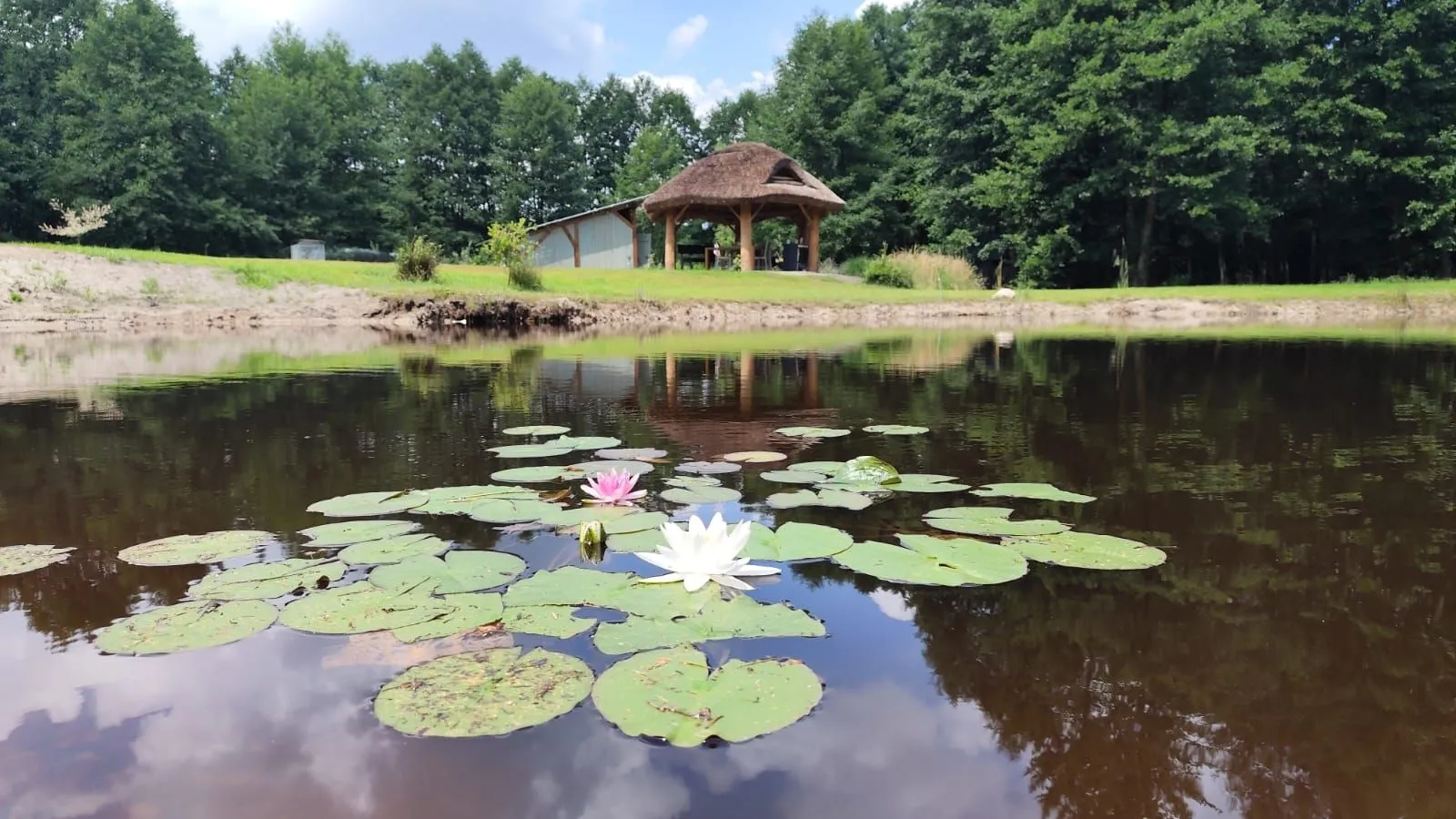 Staw Leśna Pauza z liliami